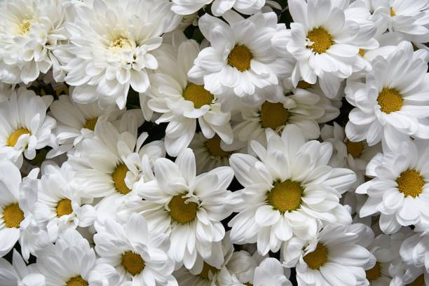 istock blooming white chrysanthemums close-up 1359498299
