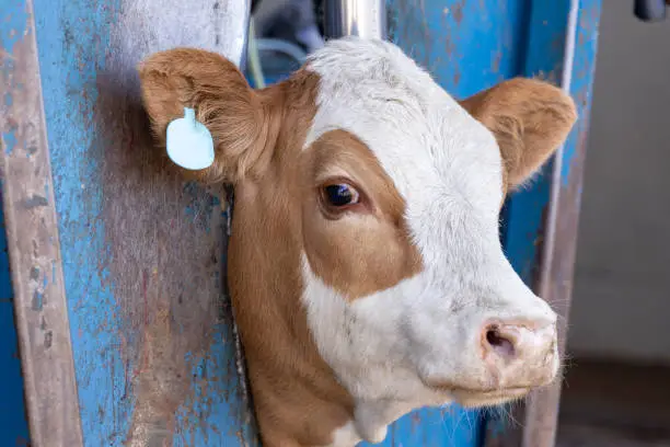 Photo of A calf in a neck clamp