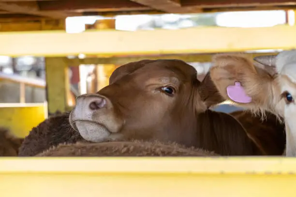 Photo of A cow loaded onto a truck for transport looking out through the bars