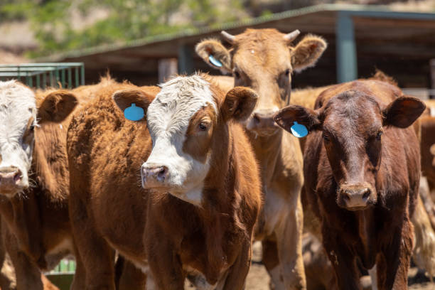 vacas en un corral de engorde o patio de alimentación - ternera fotos fotografías e imágenes de stock