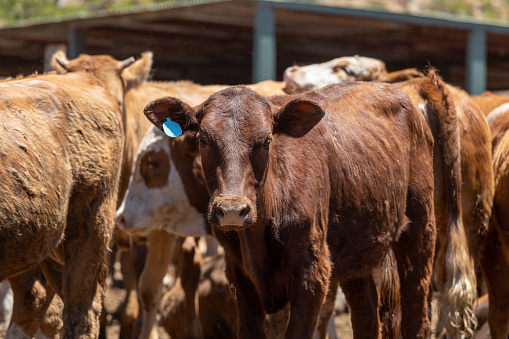 Image of a cow in a feedlot or feed yard