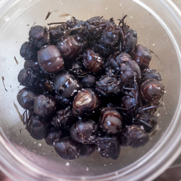 istock Pot Of Fried And Salted Edible Ants In Peru 1359499111