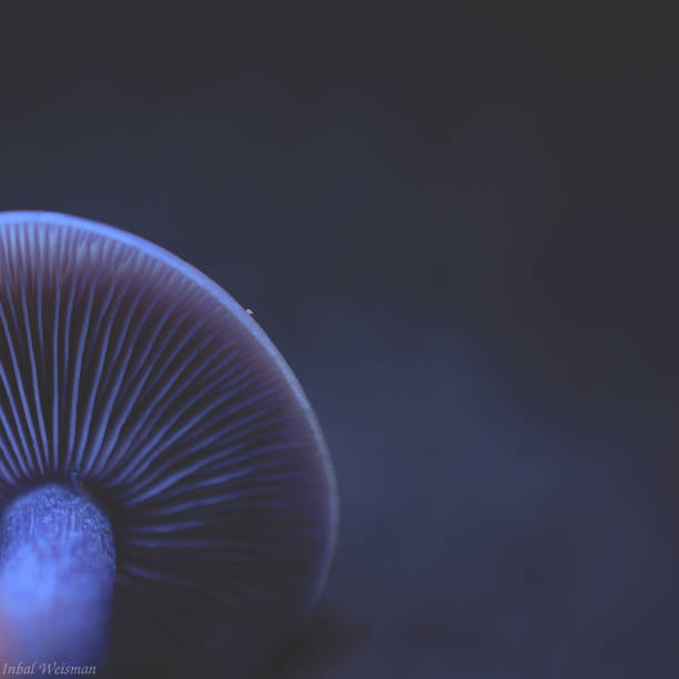 istock Purple mushroom  abstract 1359499494