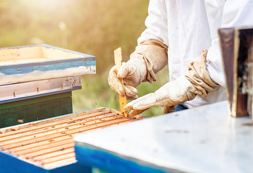 Beekeeper is working with bees and beehives on the apiary.