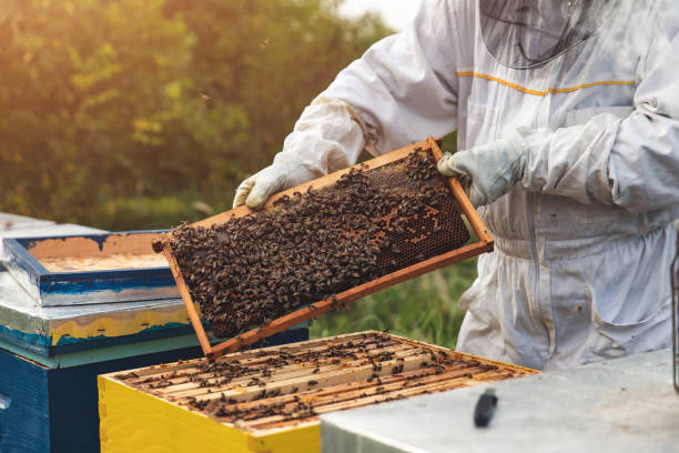 istock Beekeeper is working with bees and beehives on the apiary. 1359500137
