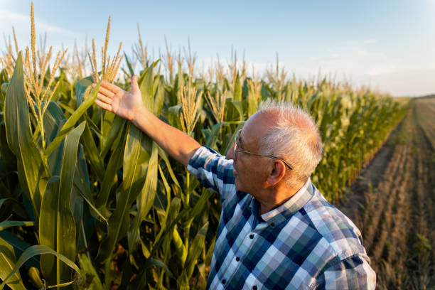 istock Senior farmer standing in corn field examining crop at sunset. 1359500784