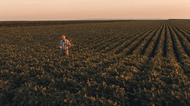 istock Senior farmer standing in soybean field examining crop at sunset. 1359501575