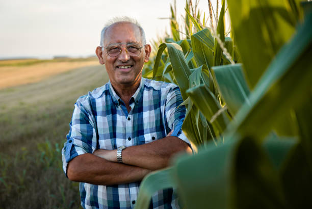 istock Senior farmer standing in corn field examining crop at sunset. 1359501637