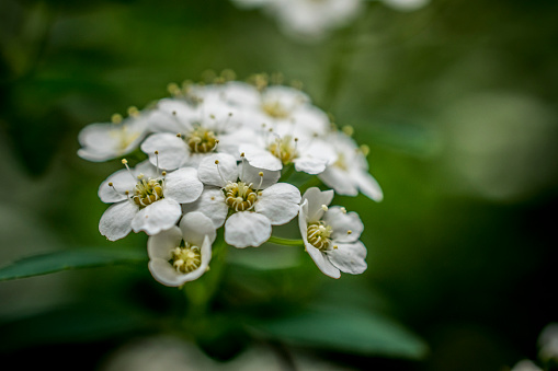 A close-up photo of a sweet alyssum flower in spring