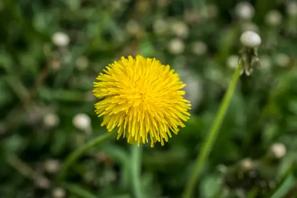 A close-up of a yellow dandelion flower in spring