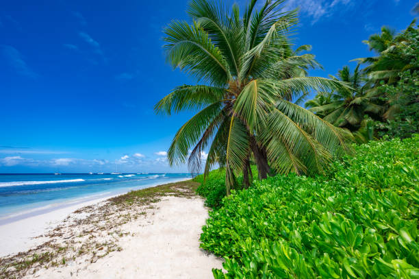 istock caribbean sea palm trees paradise 1359501949