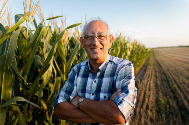istock Senior farmer standing in corn field examining crop at sunset. 1359501999