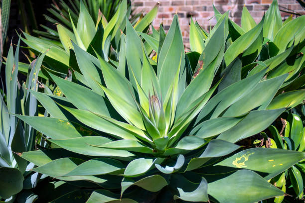 istock Agave plant with flower stem beginning to emerge 1359502862