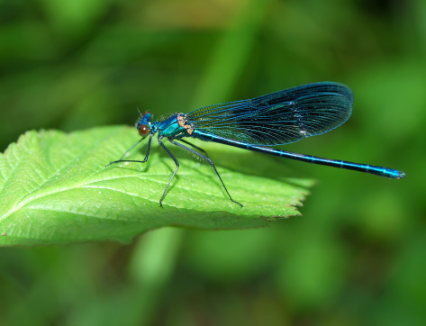 Blue Dragonfly on a leaf