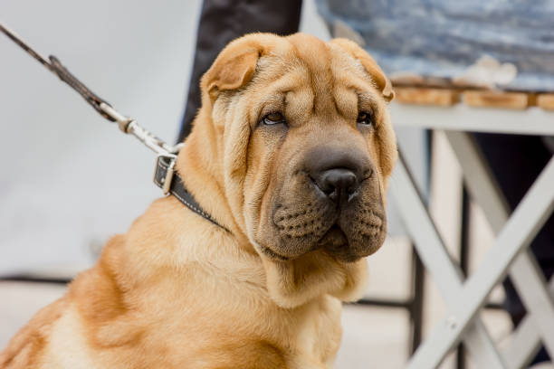 A handsome young Shar Pei with an expressive appearance. A handsome young Shar Pei with an expressive appearance. close-up mini shar pei puppies stock pictures, royalty-free photos & images