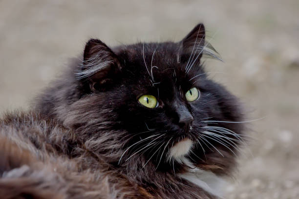 istock Beautiful Fluffy Black Cat Portrait. 1359507203