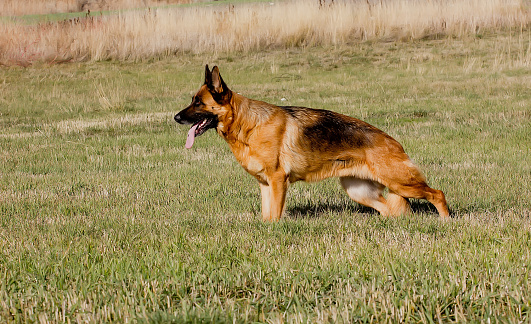 Dog of Breed German Shepherd Dog Standing in the meadow. clear day