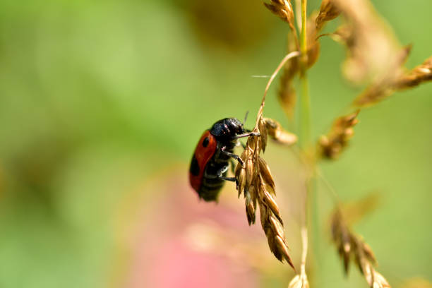 クズカカブトムシは小麦の耳の上に座っています。 - ladybug wheat nature insect ストックフォトと画像