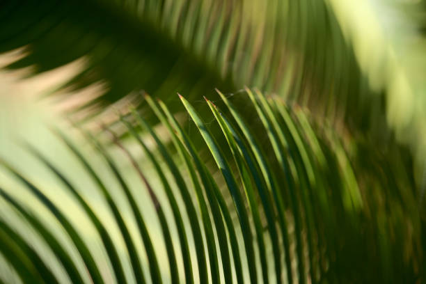 istock Leaves of Dioon edule, the chestnut dioon 1359508894