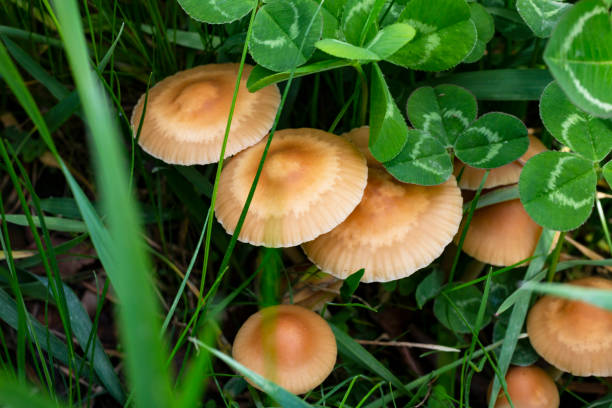 Edible mushroom Marasmius oreades in the meadow. Scotch bonnet. Fairy ring mushroom Edible mushroom Marasmius oreades in the meadow. Scotch bonnet. Fairy ring mushroom. Collecting mushrooms. marasmius oreades mushrooms stock pictures, royalty-free photos & images
