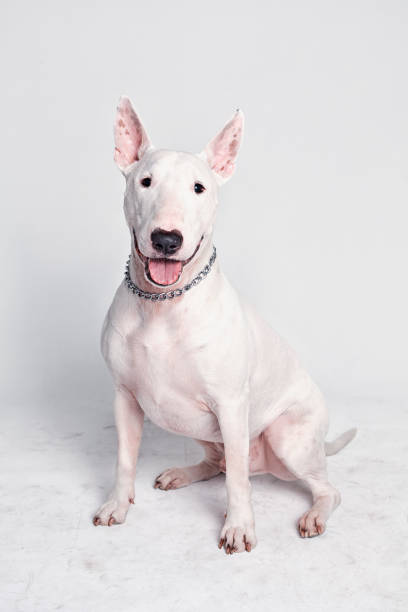 CUTE ENGLISH BULL TERRIER WHITE DOG