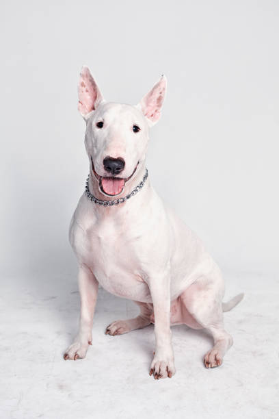 CUTE ENGLISH BULL TERRIER WHITE DOG CUTE ENGLISH BULL TERRIER WHITE DOG bull terrier stock pictures, royalty-free photos & images