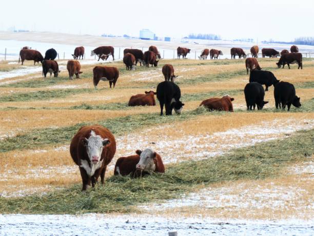 istock Cattle Eating Hay in a Field During Winter 1359511286
