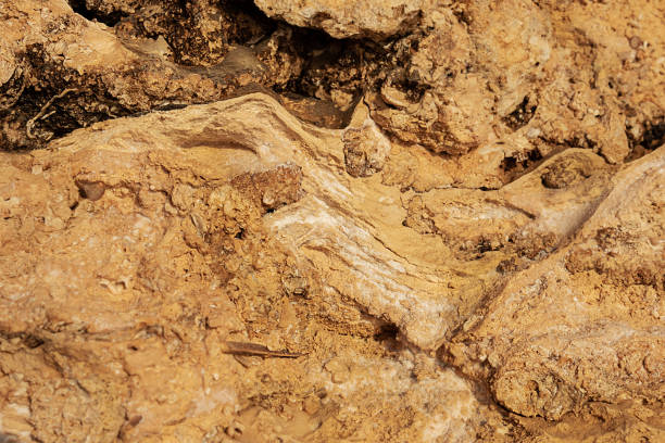 istock selective focus on natural rock background. Sedimentary rock layers 1359511313