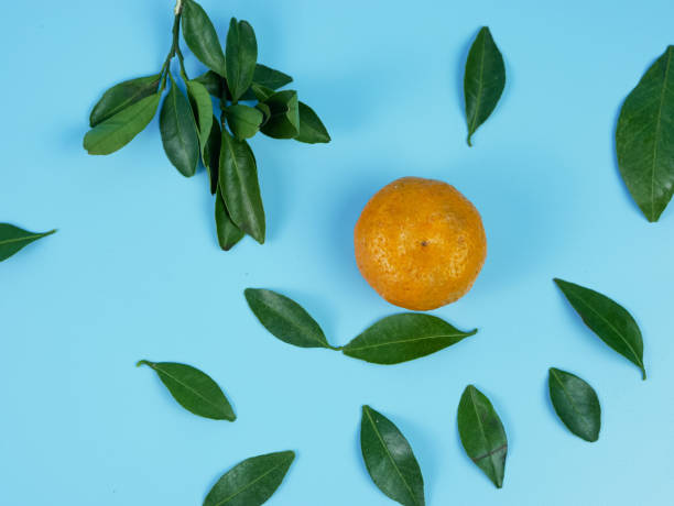orange or Citrus sp with leaves isolated on blue background