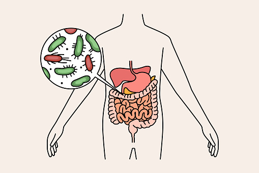 Digestive system and intestines concept. Human body with green and red bacterias microorganisms in stomach and intestines vector illustration