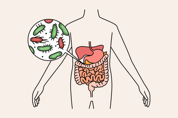 Digestive system and intestines concept vector art illustration