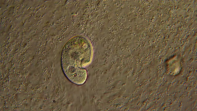 Microscopy of Ciliates microorganisms