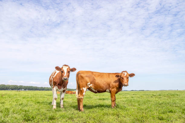 istock Two cows red brown in row, standing in a meadow, fully in focus, blue sky, green grass. 1359514756