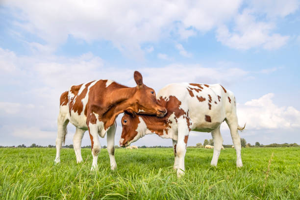 Cows love play cuddling in a field under a blue sky, two calves rubbing heads, lovingly and playful stock photo