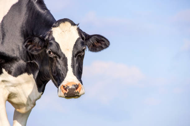 istock Cow looking at left side, head around the corner, background a blue sky 1359514882