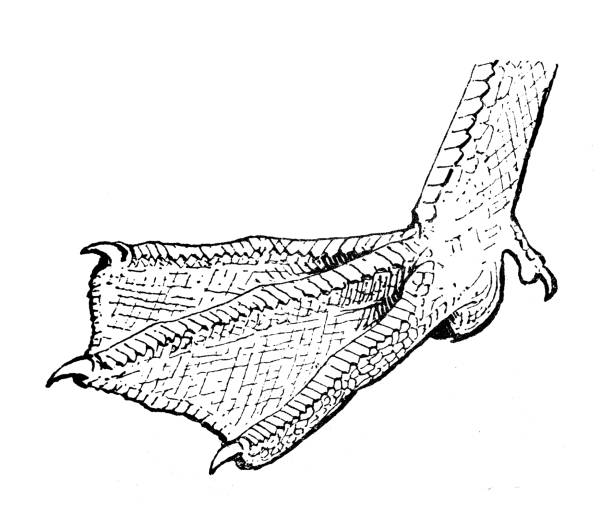 ilustrações de stock, clip art, desenhos animados e ícones de antique illustration: webbed foot - webbed foot