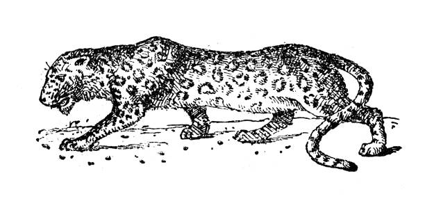 Antique illustration: Panther