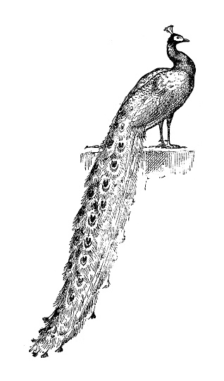 Antique illustration: Peacock