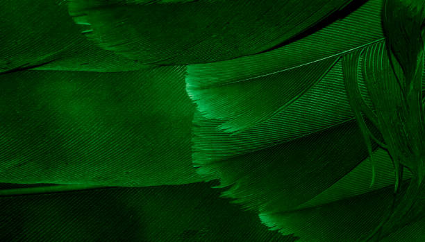 istock green hawk feathers with visible detail. background or texture 1359517319