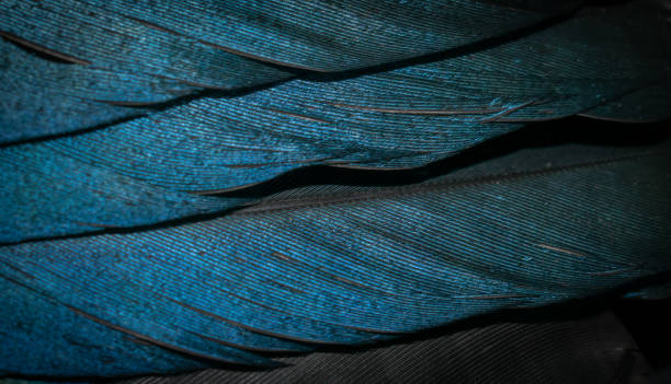 istock black and blue feathers of a magpie. background or texture 1359517320