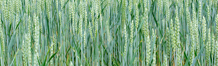 green wheat with visible details. background or texture