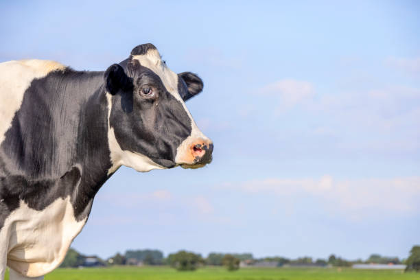 istock Cow looking at left side, head around the corner, a blue sky 1359517508
