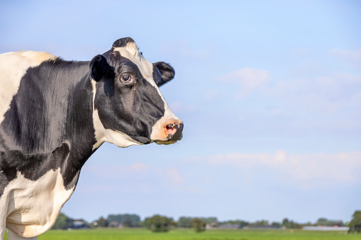 Cow looking at left side, head around the corner, calm and relaxed side view, a blue sky
