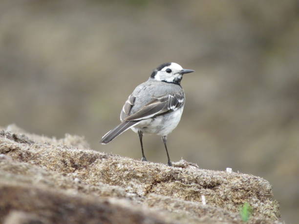 istock Amazing bird and wildlife 1359518574