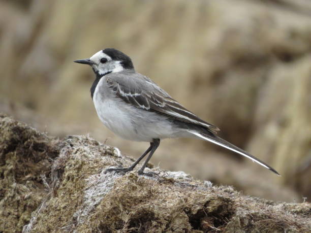 istock Bird watching in a beautiful area 1359518580