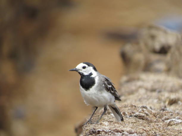 istock Bird in a picturesque place 1359518592