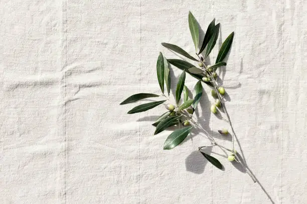 Photo of Olive branch with olive fruits on linen background. Mockup for concept of wellbeing, skincare, beauty or healthy lifestyle.