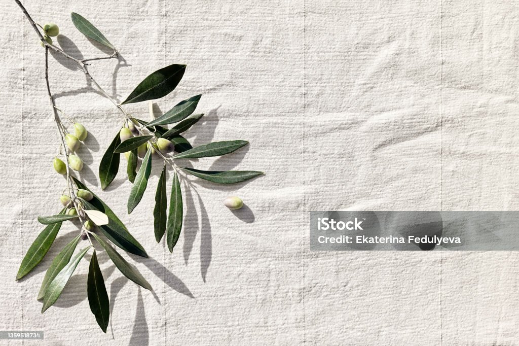 Olive branch with olive fruits on linen background. Mockup for concept of wellbeing, skincare, beauty or healthy lifestyle. Linen Stock Photo