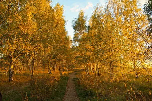 Photo of Birch forest on the outskirts of Berlin in autumn.
