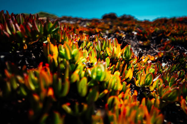 The edible ice plant (Carpobrotus edulis), also called yellow ice plant, horse fig, Hottentot fig or witch's finger.\n\nThe juice and pith from the leaves are used in medicine to clean wounds and to heal burns, earaches and toothaches.\nThe fruits, which look slightly like a fig, have a jelly-like, sweet and sour pulp and are edible. They are made into jam (Sour Fig Jam).\n\nCarpobrotus edulis, like other Carpobrotus species, is used to fortify dunes and steep banks.